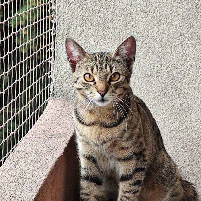 Pączek czeka na dom