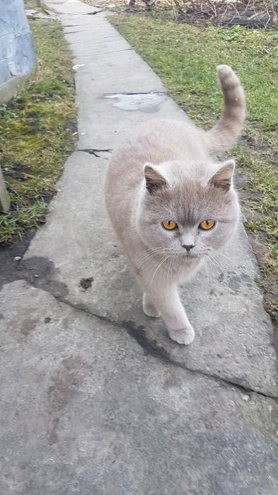 Вязка, случка, жених британец, спаровуем