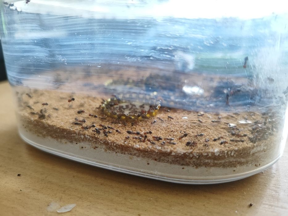 Crematogaster scutellaris w1000+ 1q