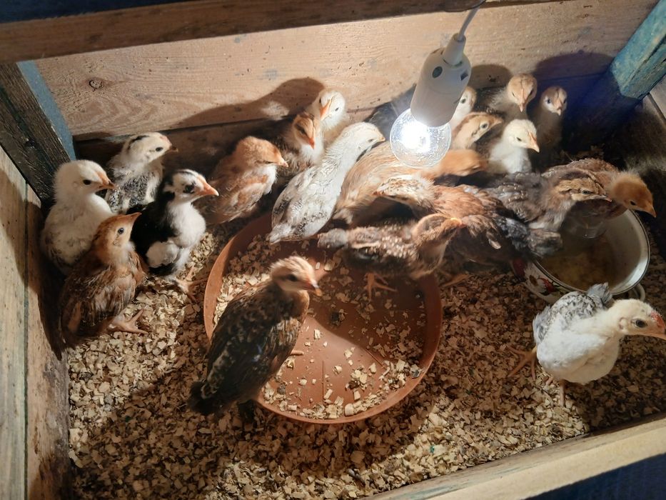 Jaja legowe  kur zagrodowych