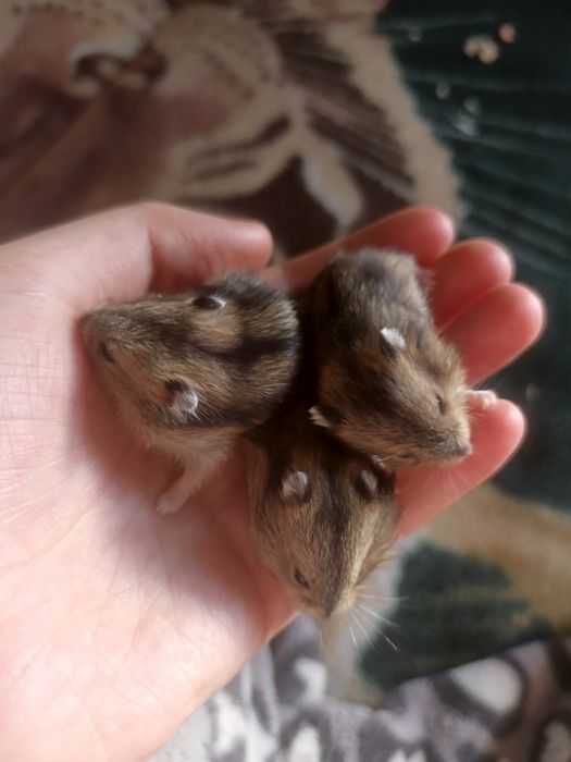 Продам джунгарских хомячат