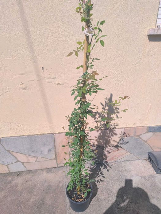 ROSA SANTA TERESINHA