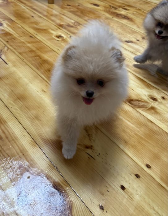 Померанчький шпіц тип мішка дівчинка