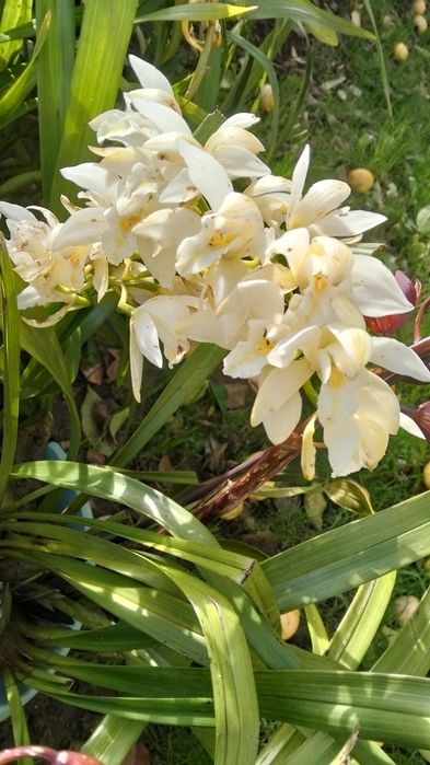 Muda desta orquídea disponível