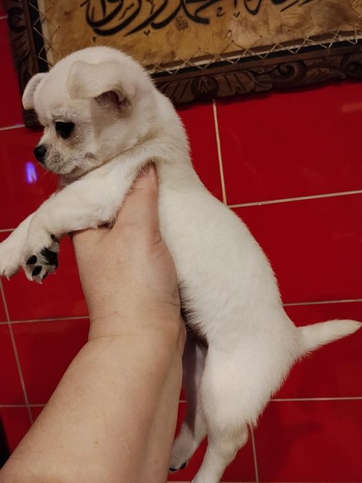 Хлопчик чіхуаньчик