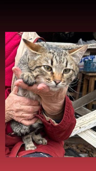 Отдам котенка лесного окраса, мальчик,  5 месяцев