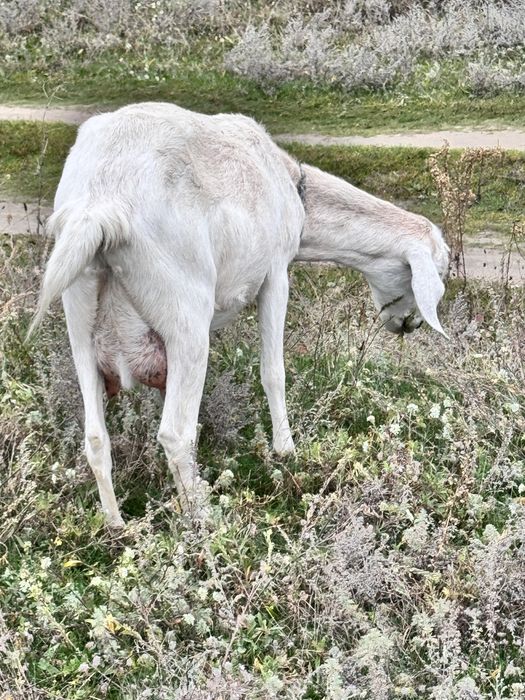 Козочки англо нубійські