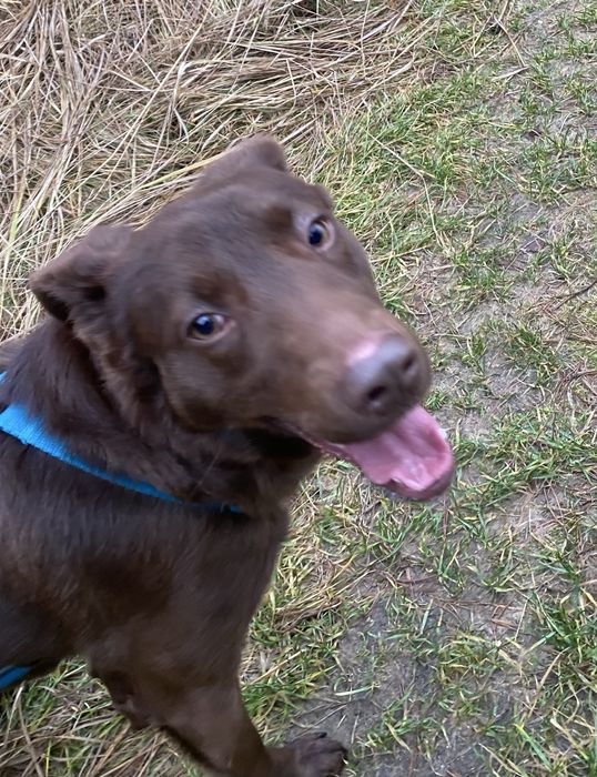 Piesek Tedi do adopcji