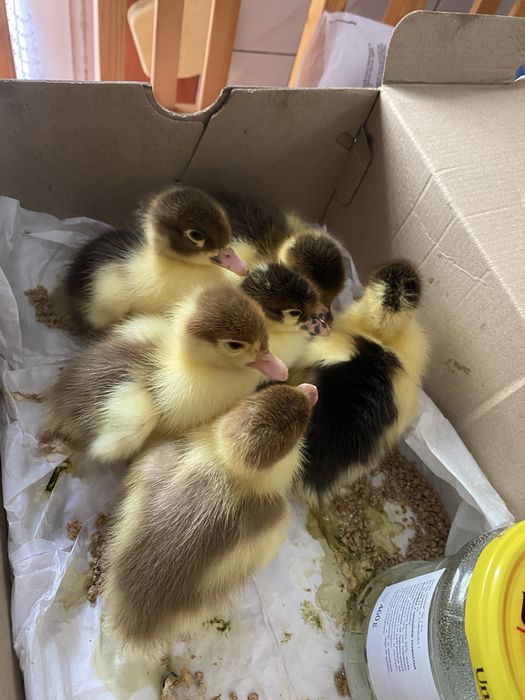 Kaczki pizmowe piskleta Na chwile obecną BRAK.  Pocz. Sierpnia