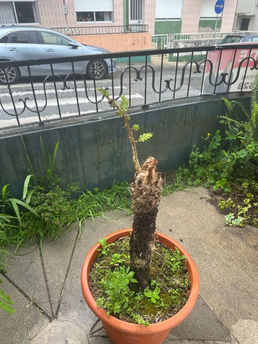Plantas , acer japonês, feto , outras .