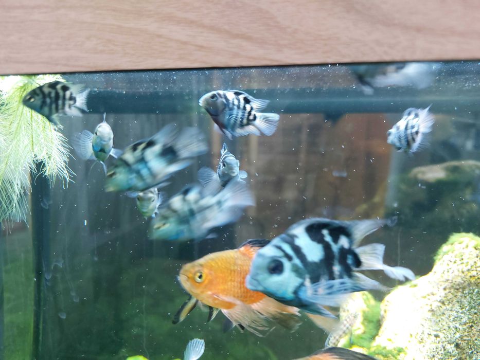 рыбки аквариумные цихлиды: попугай синий тигр юлидохромис  голубой Аки