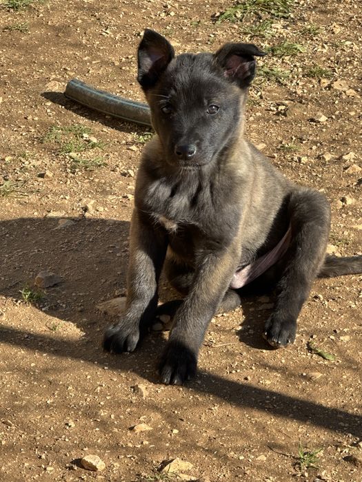 Macho pastor belga malinois