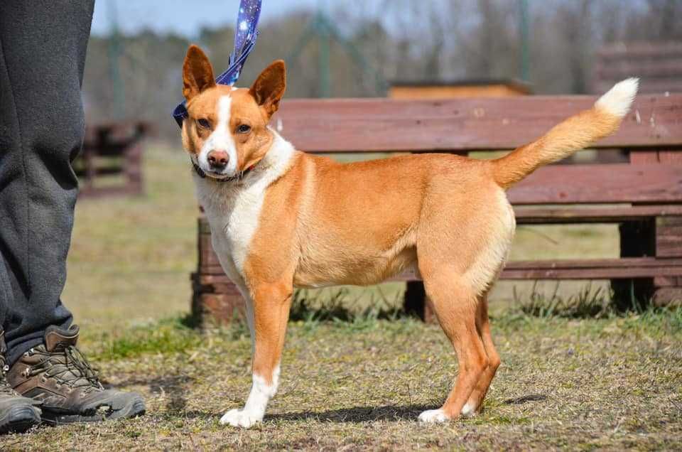 Baks - dość młody psiak lubiący spacery