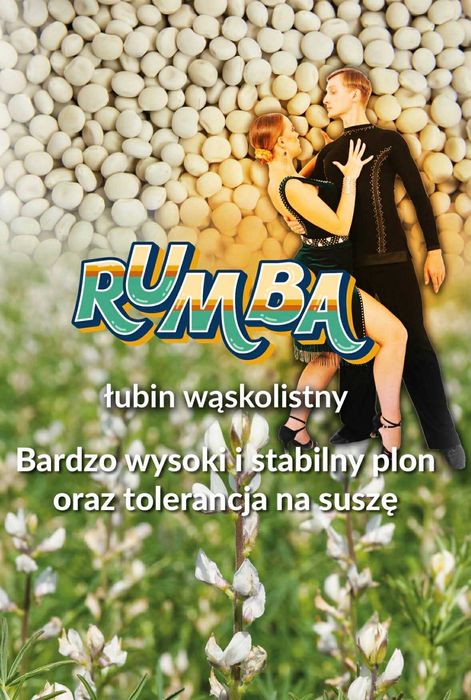 Łubin RUMBA kwalifikowany materiał siewny C1