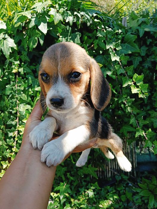 Beagle fêmea  belíssima