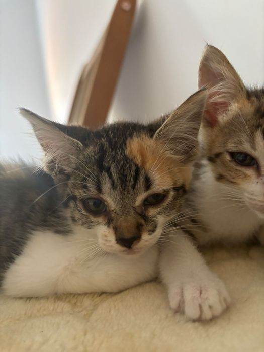 Gatinhos bebés com esterilização gratuita para adoção 
Se procura gatinho adote este menino doce. Bem haja