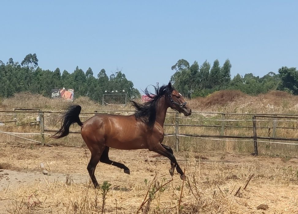 Poldro cx-português com 3 anos