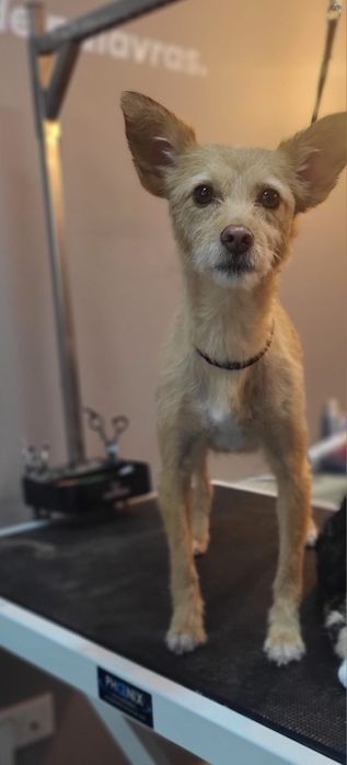 Dama para adopção