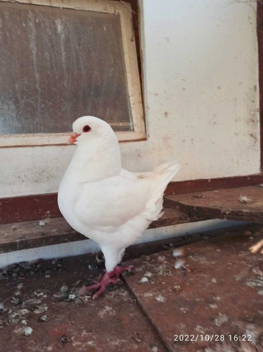 kingi golebie ozdobne