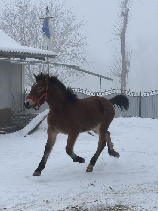 Продається лошадко