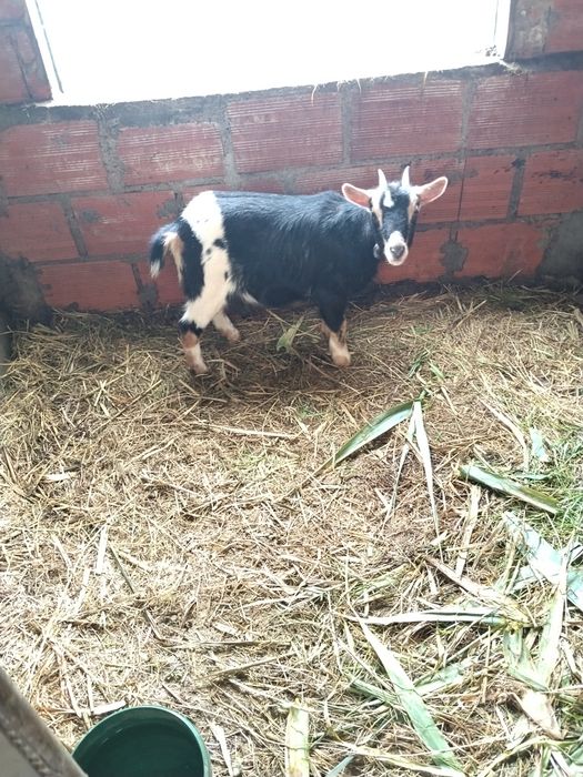 Cabrita anã muito meiguinha