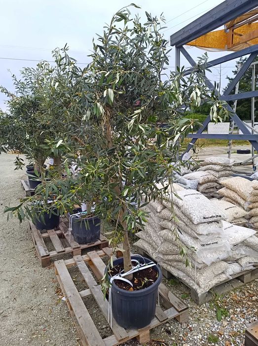 Oliwka Europejska Drzewo Oliwne Olea Europaea Cipressino dostawa !!