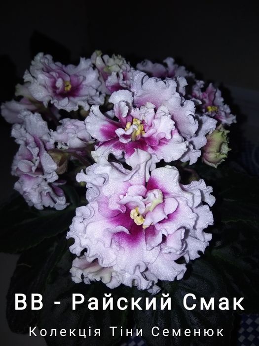 Сортові фіалочки фіалки