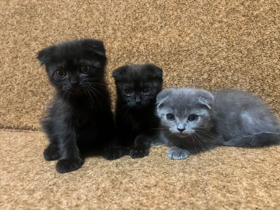Продам Шотландських кошенят