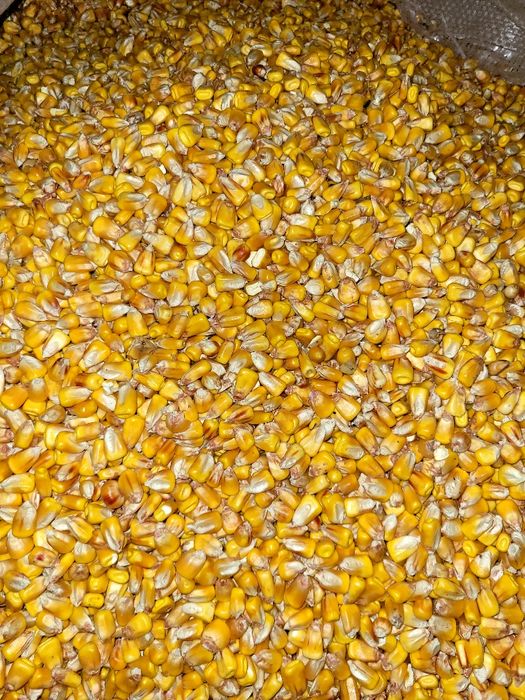 Кукурудза 2025                  .