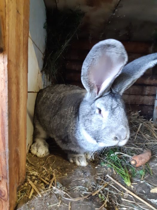 Króliki olbrzymy belgijskie