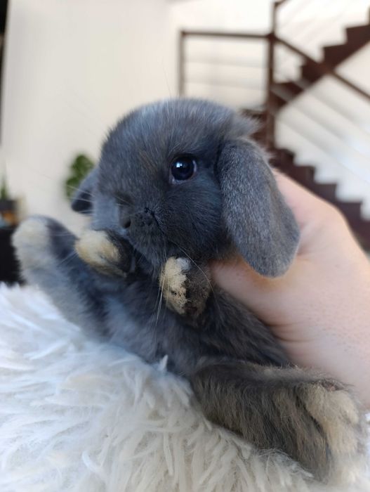 Mini lop karzełek Teddy hodowla zarejestrowana