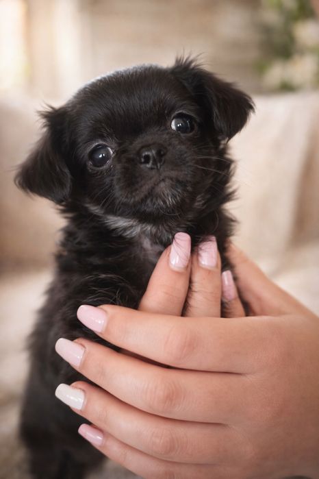 Urocza chihuahua czarna podpalana– mała księżniczka szuka domu