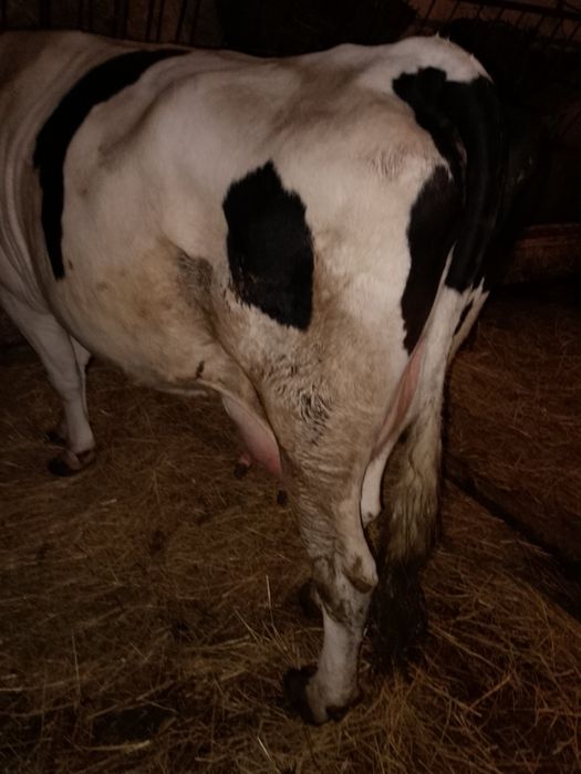 Продам добру корову