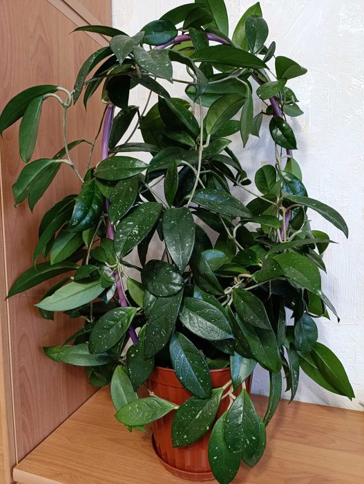 Хойа Карноза, велика