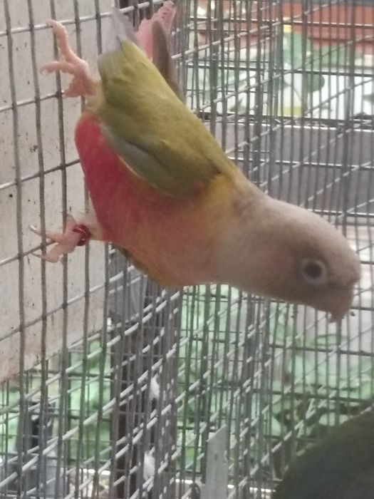 Pyrrhura pineapple canela macho