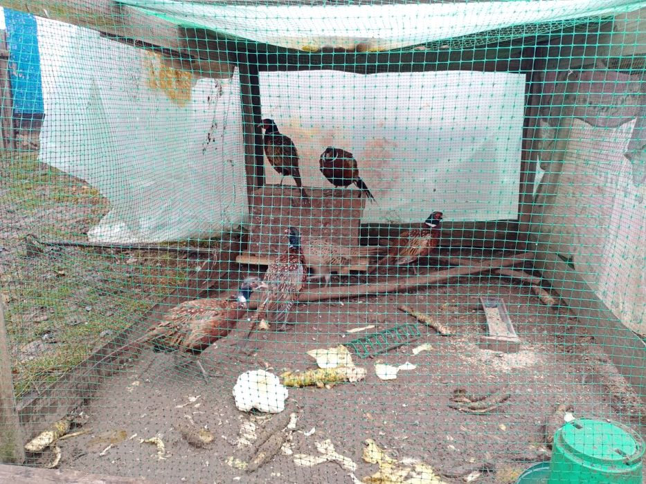 Фазаны. В субботу не звонить.