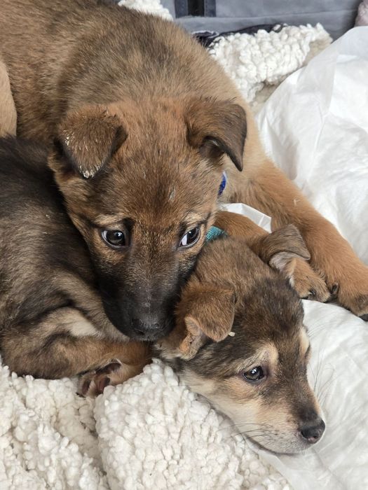 Ручні ніжні цуценята шукають родини