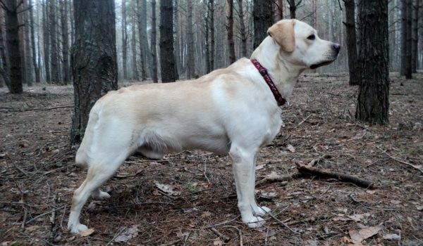 Лабрадор Ретривер від клубних батьків КСУ