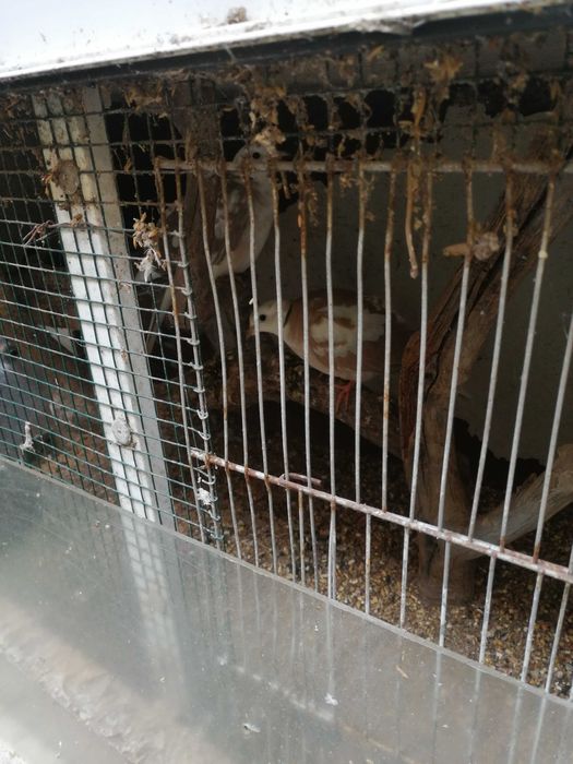 Rolas comuns especiais