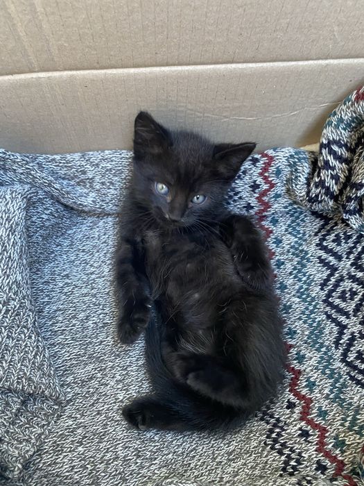 6 котят и мама кошка, ищут дом