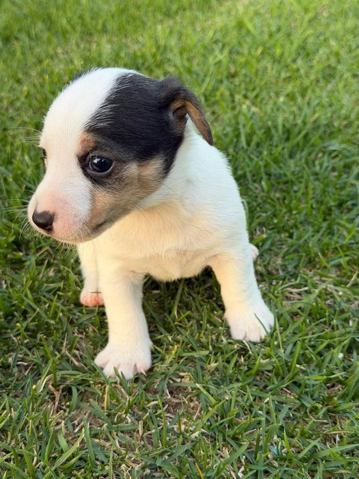 Jack Russel Terrier