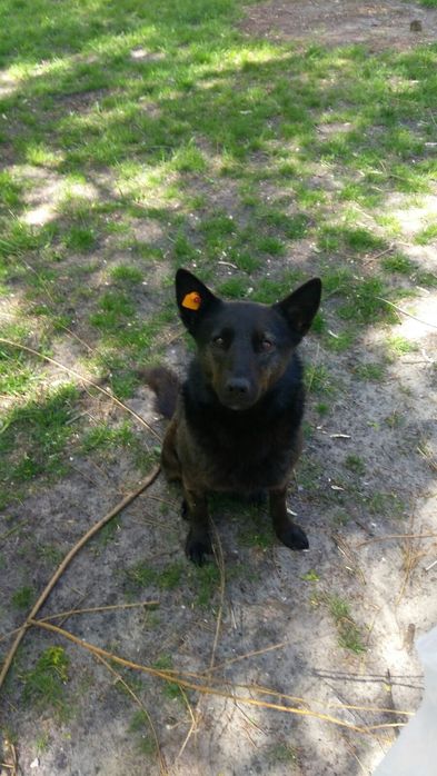 Подарую молоду собачку