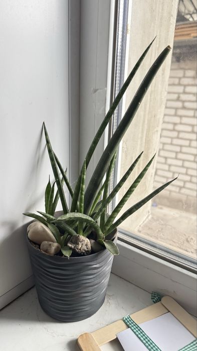 Сансевьєра Сylindrica  трубчатая