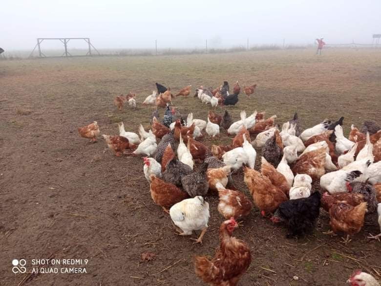 Jajka z ekologicznej hodowli