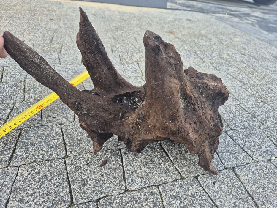 Korzen do akwarium ciekawy