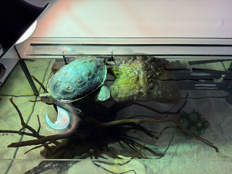 vendo aquario 80cmx40cm com acessorios