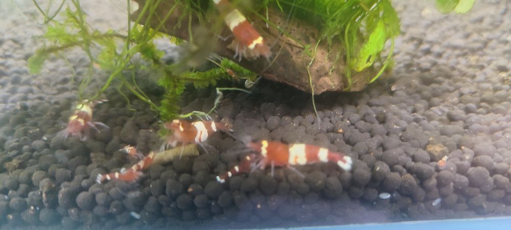 Krewetki Caridina Taiwan Bee Wine Red