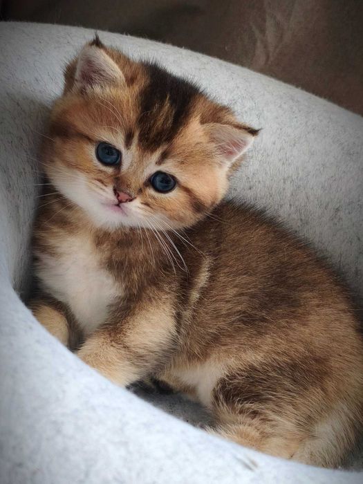 Британський котик. Кошеня золота шиншила