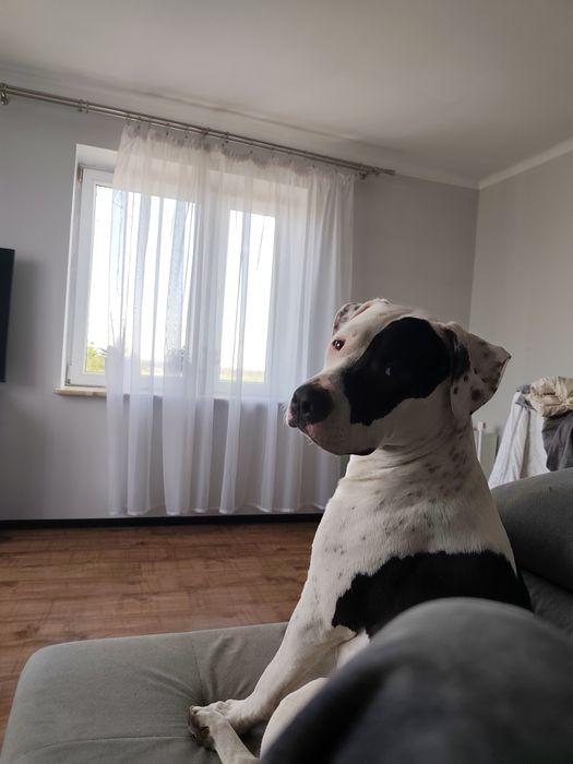 Pies typu Amstaff *Roki*