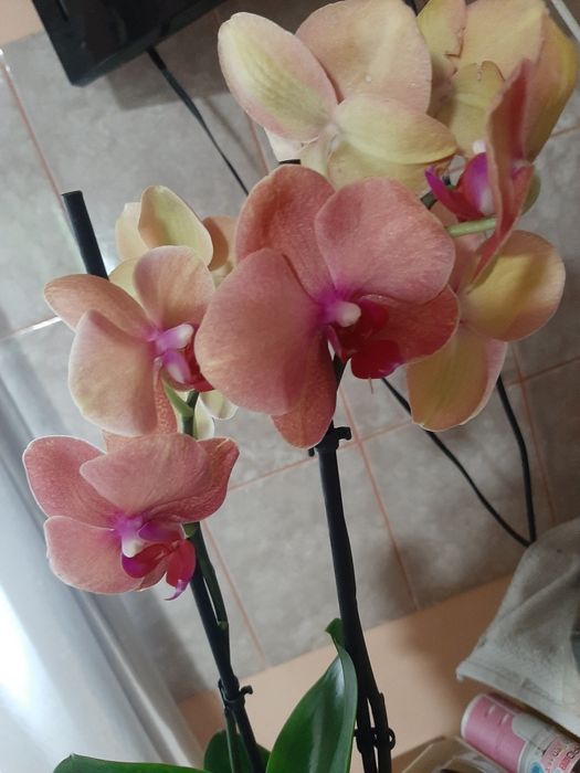 Орхідеї  Гарні орхідеї